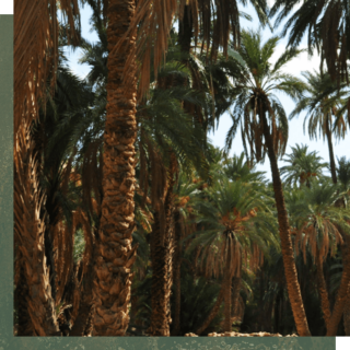 direction-tourisme-artisanat-khenchela-oasis de palmiers