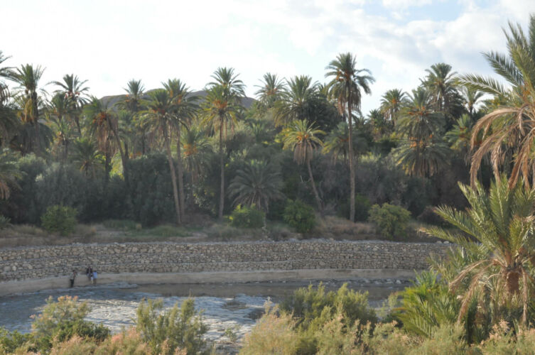 dta-khenchela-oasis de palmiers